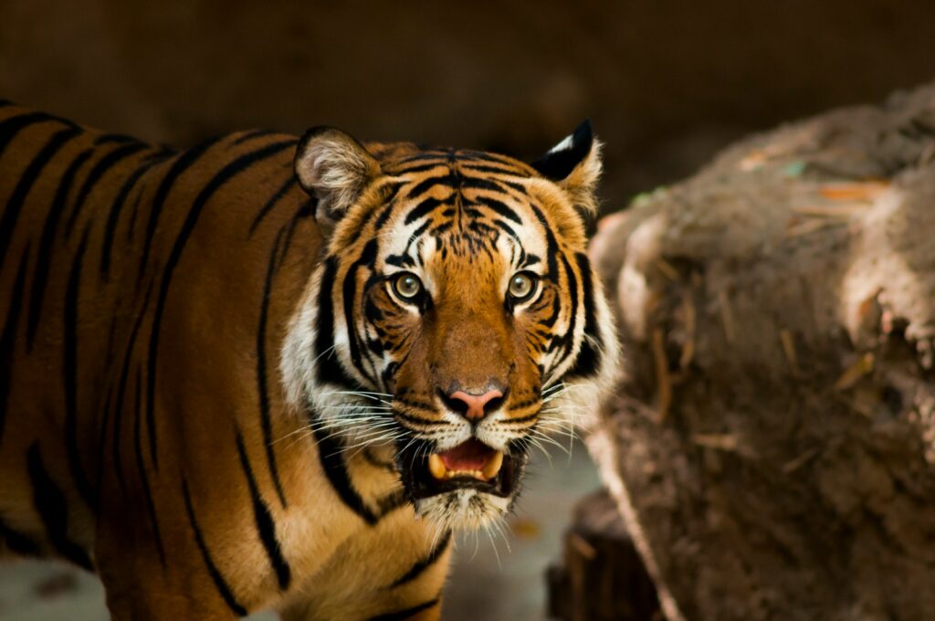 A majestic tiger with piercing eyes and vivid orange-black stripes gazes intently. Its mouth is open slightly, conveying alertness and intensity.
