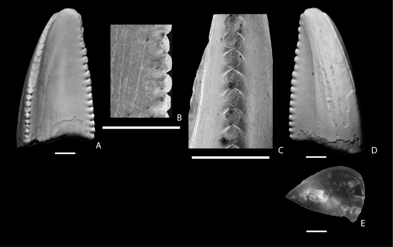 Dromaeosauridae tooth