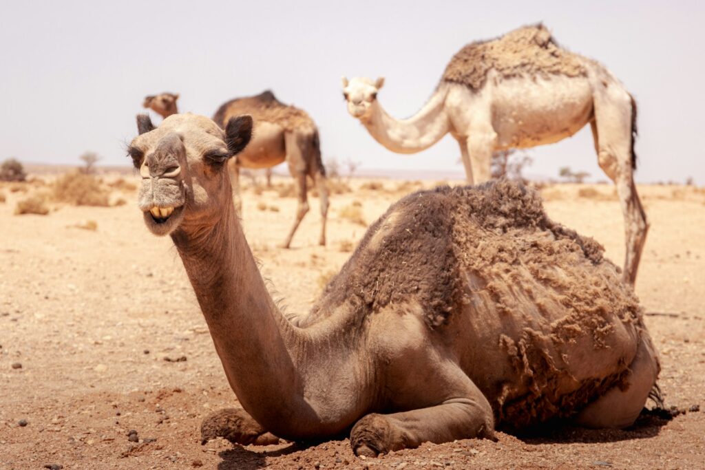 North American Camel Extinction