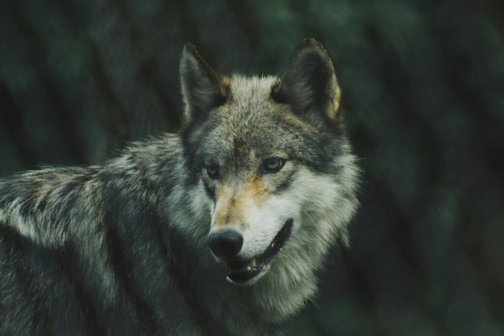 A grey wolf with sharp ears and a piercing gaze stands against a dark, blurry forest background, exuding a sense of alertness and strength.