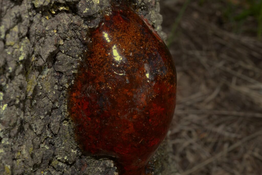 a red mushroom growing out of a tree