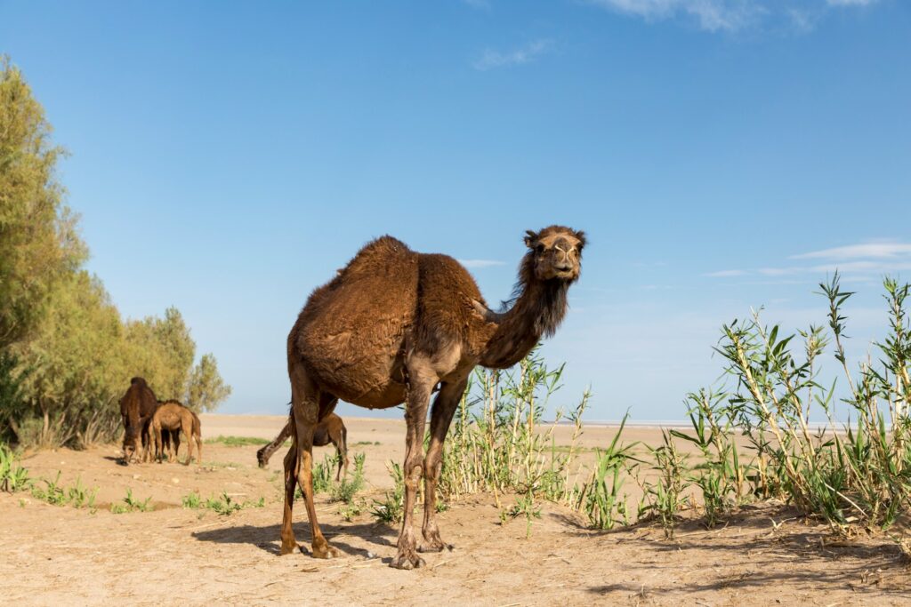 The Arctic Camel’s Home