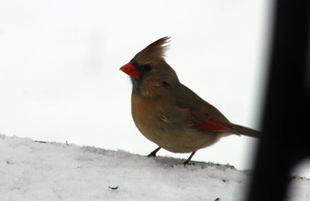 A female cardinal stands alert on snow, her plumage muted brown with touches of red. The scene is calm and serene against a white background.