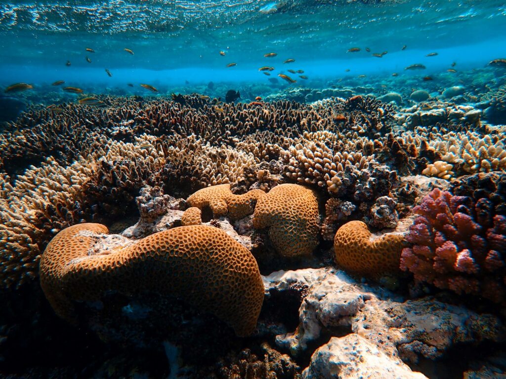 Vibrant underwater scene with diverse coral formations including orange and pink hues, surrounded by small fish swimming in clear blue water. Tranquil and colorful.