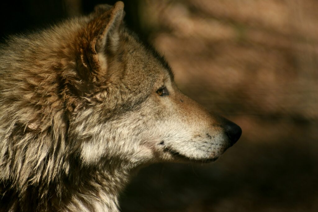 Close-up side profile of a wolf with brown fur, facing right. The background is blurred, creating a serene and focused atmosphere on the wolf's face.