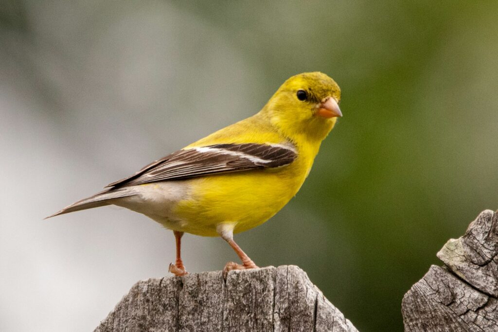 A bright yellow bird with black and white wings perched on weathered wood against a blurred green background, conveying a peaceful, natural setting.