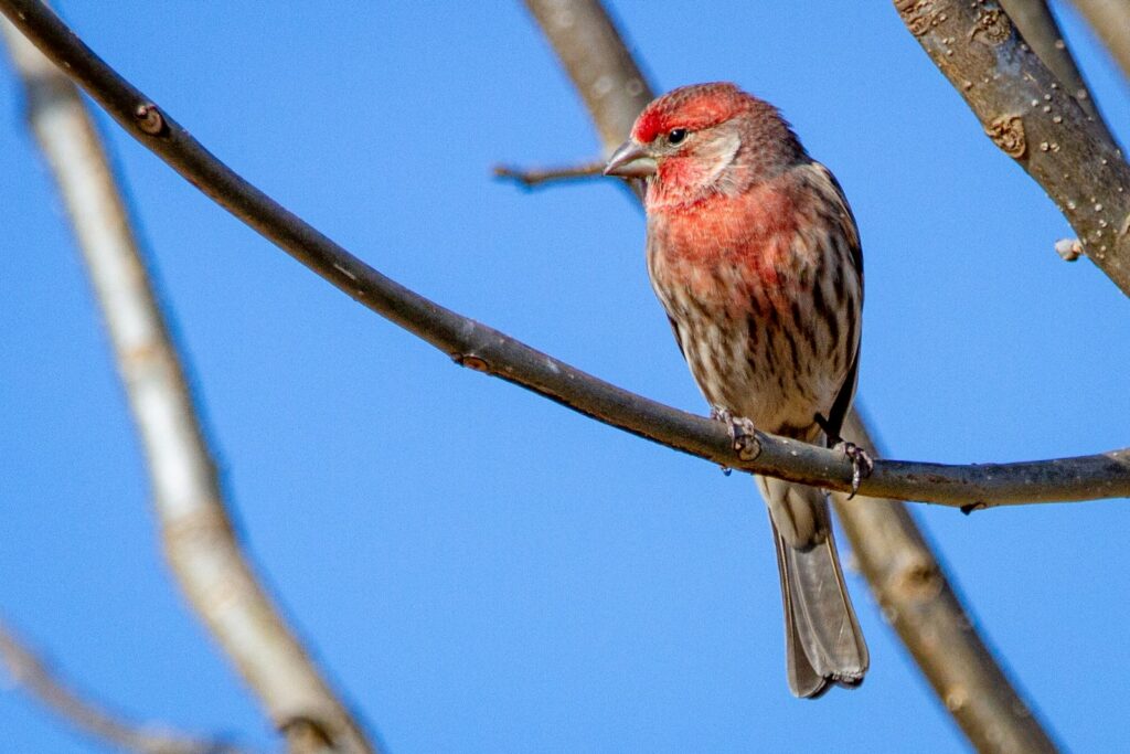 A small bird with red plumage and streaked underparts perched on a bare branch against a clear blue sky, conveying a peaceful, natural setting.