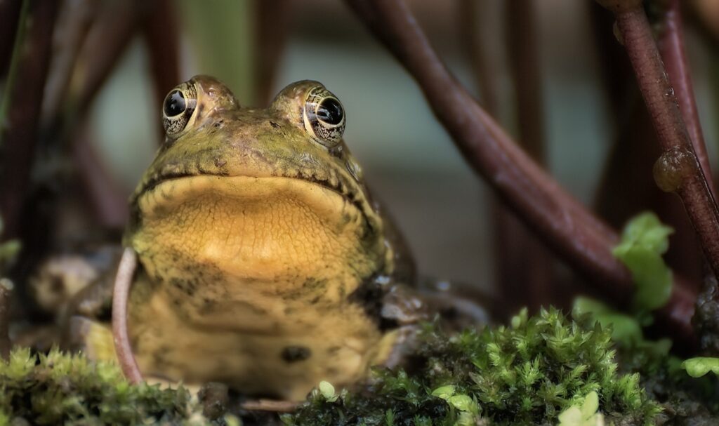 The Frog DNA Plot Device
