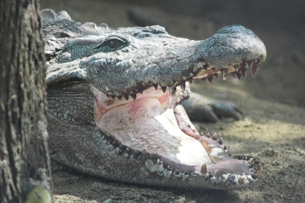 A close-up of a alligator lying on sandy ground with its mouth wide open, revealing sharp teeth and a pink interior. The texture of its rough, gray skin is visible.