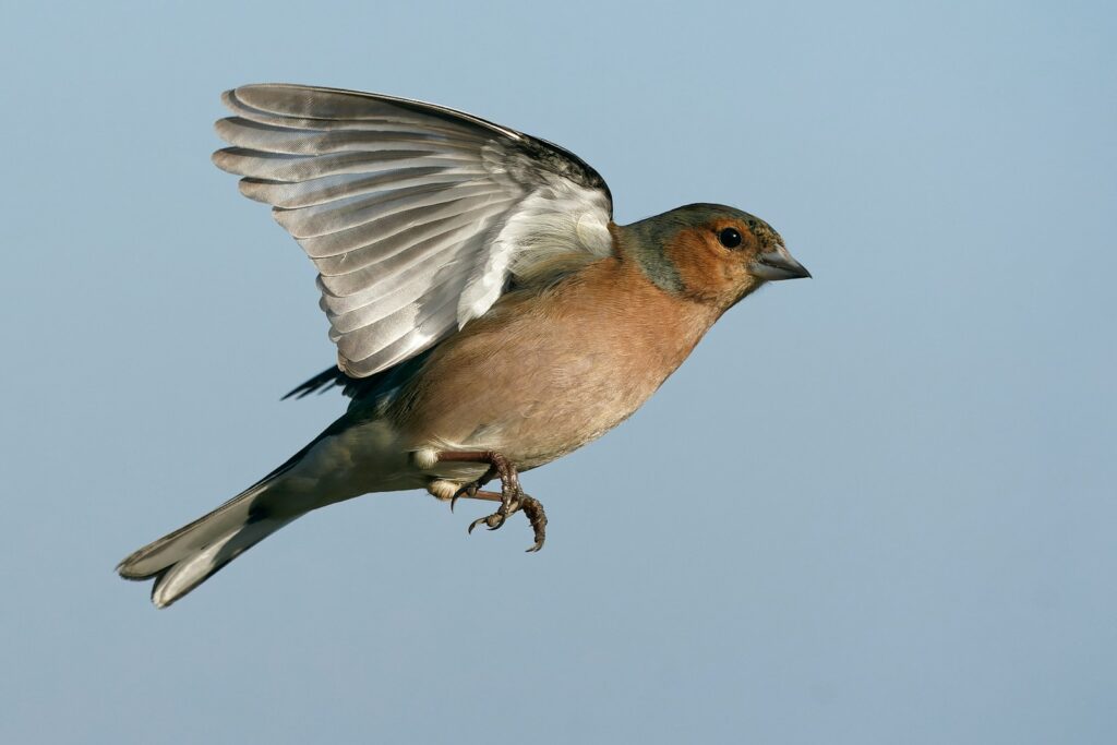 brown and white bird on tree branch