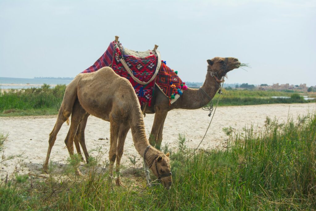 What Did Arctic Camels Eat