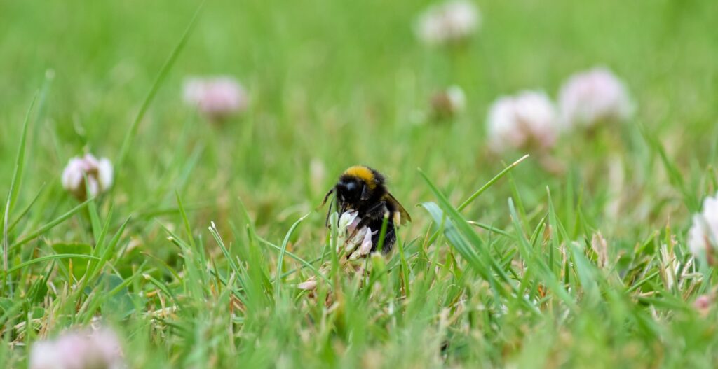 Pollination Landscape
