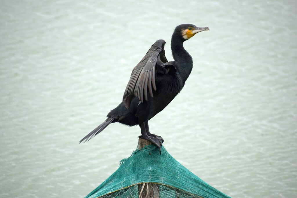 The Avian Connection