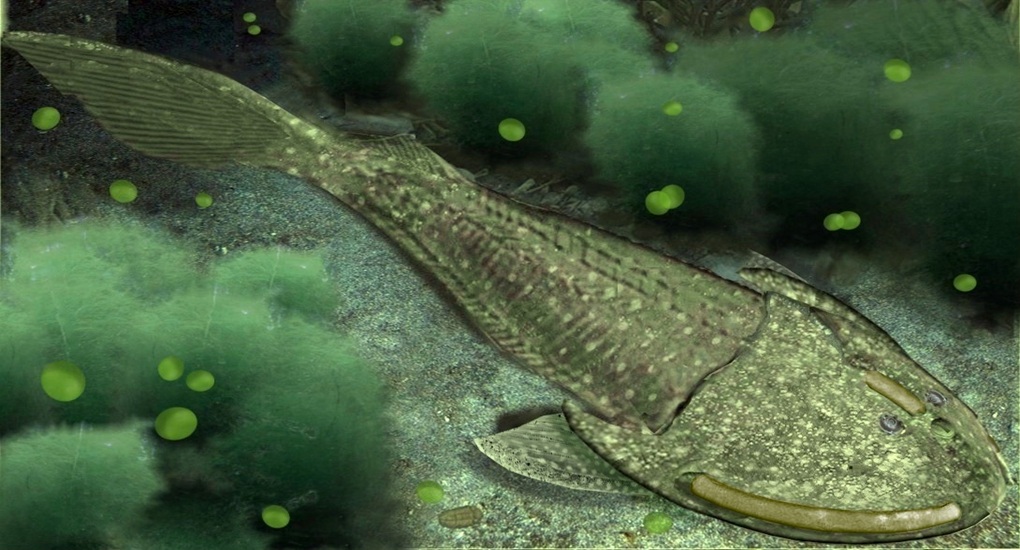 Paleozoic Seas
