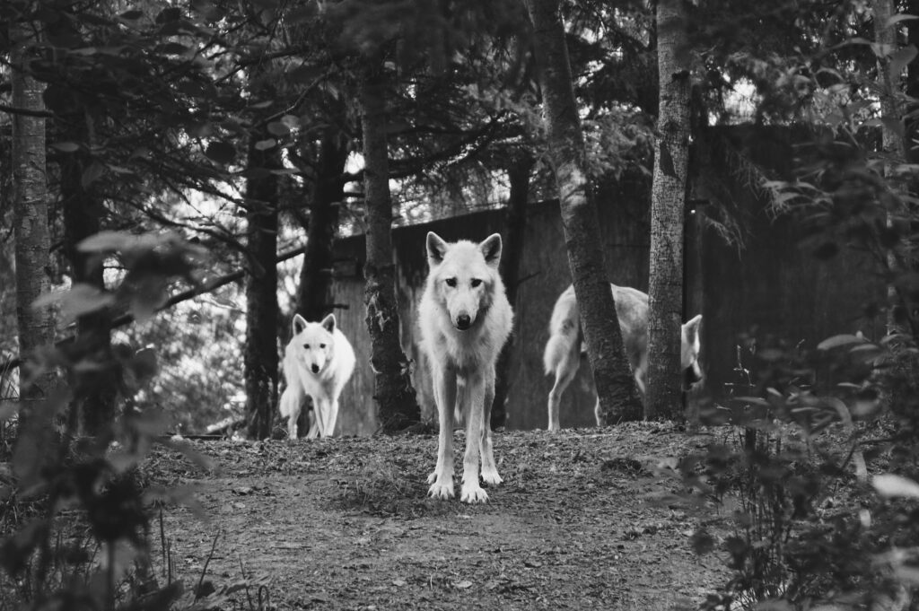 Black and white photo of three wolves standing in a dense forest, surrounded by tall trees and foliage. The central wolf faces forward, creating a focused and intense atmosphere.