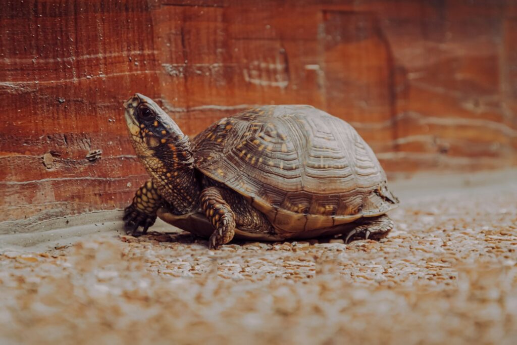 brown and black turtle on brown sand