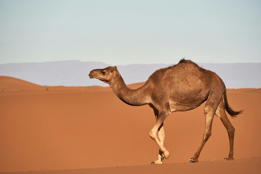The Origins of Camelids