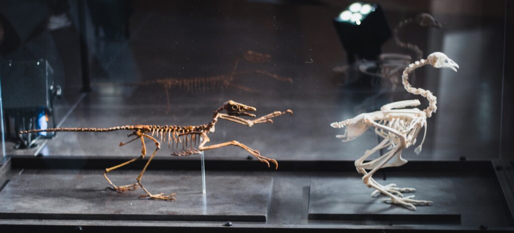 Two skeletons displayed in a glass case: a small dinosaur on the left and a bird on the right. Both are posed as if running, suggesting evolution.