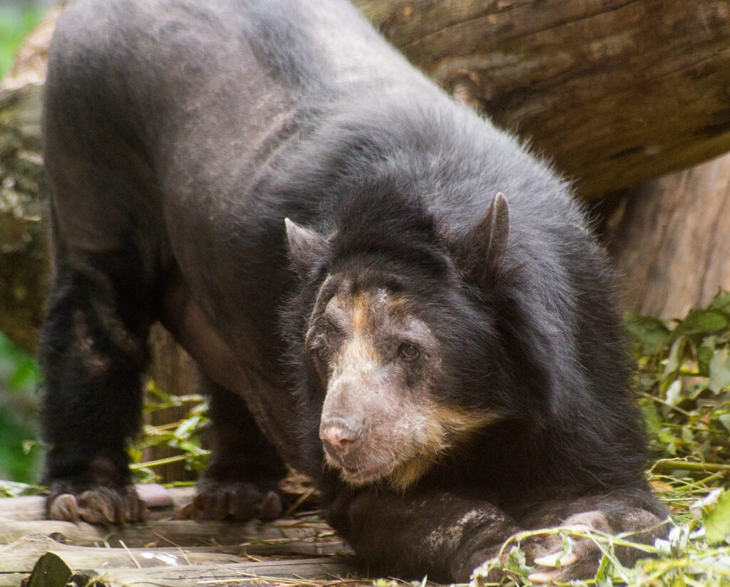 Spectacled bear with thick black fur and distinctive facial markings prowls on a forest floor, surrounded by green foliage and fallen logs. Calm demeanor.