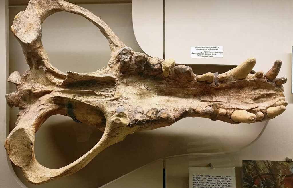 A fossilized skull of Andrewsarchus is displayed in a museum exhibit. The large, elongated skull features prominent teeth and a rough texture, evoking a sense of ancient history.