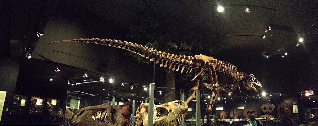 Montana's T. rex is curated into the Museum of the Rockies National Paleontological Repository