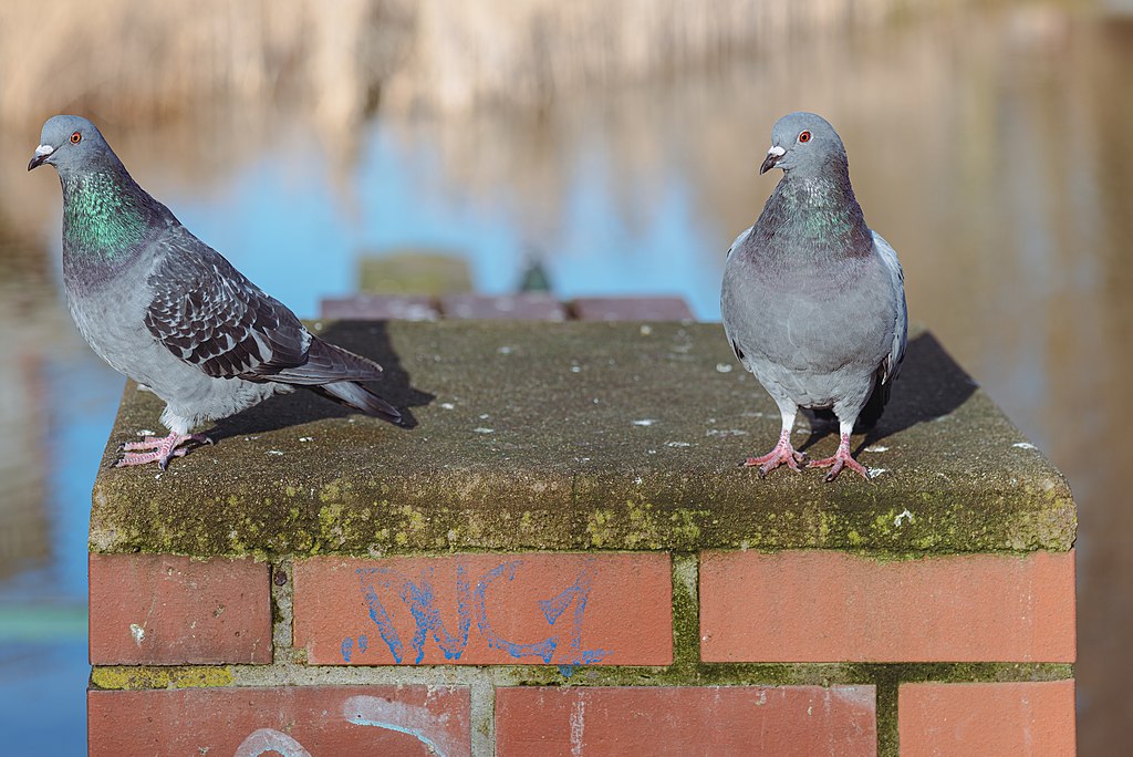 Two feral pigeons on a pile in the Bürgerpark, Saarbrücken.