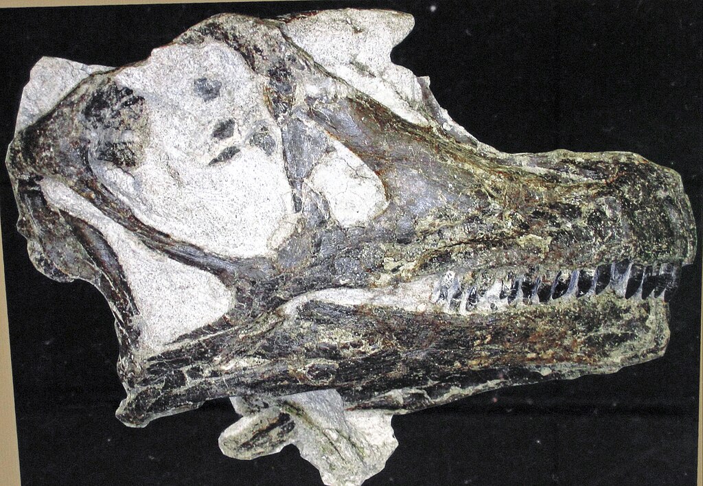 Close-up of a large dinosaur skull fossil, showing detailed bone structure and teeth. The fossil is displayed against a dark background.