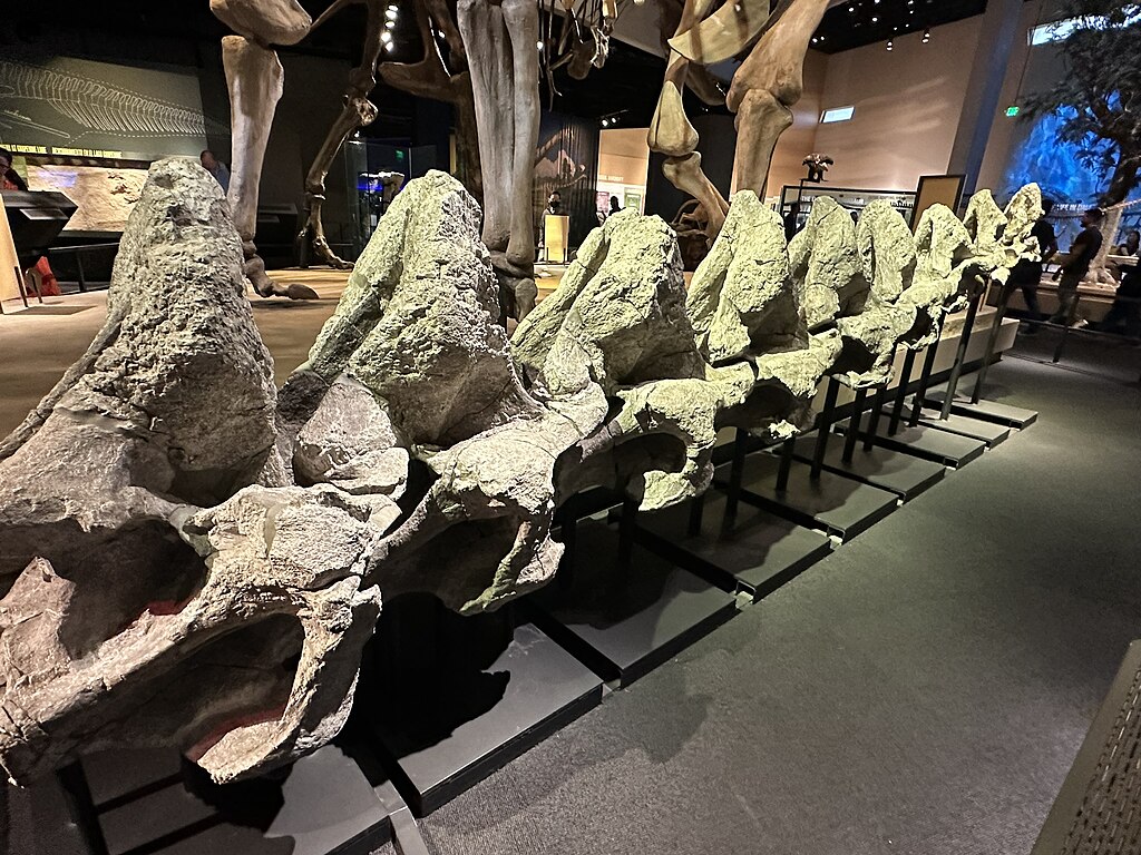 Alamosaurus vertebrae