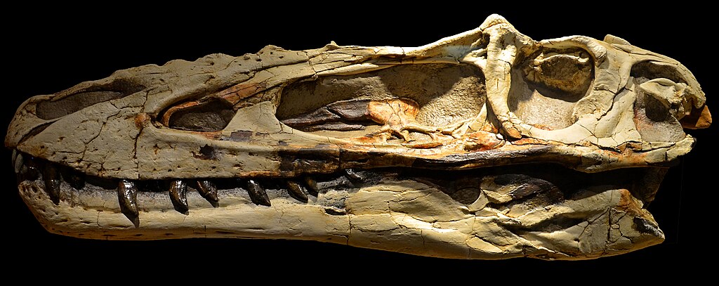 Alioramus altai skull at Wyoming Dinosaur Center