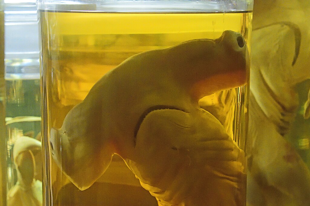 The "Alkohol-Sammlungen" (wet collections) at the Museum für Naturkunde Berlin