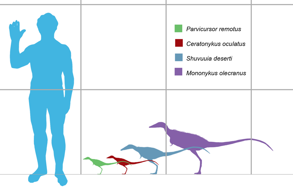 Size comparison of several parvicursorine dinosaurs. From left to right: Parvicursor remotus (green), Ceratonykus oculatus (red), Shuvuuia deserti (blue), and Mononykus olecranus (violet).