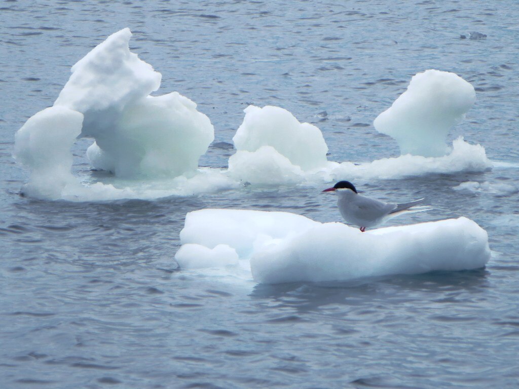 An Antarctic tern takes a break on brash ice in Neko Harbour on the Antarctic Peninsula.
