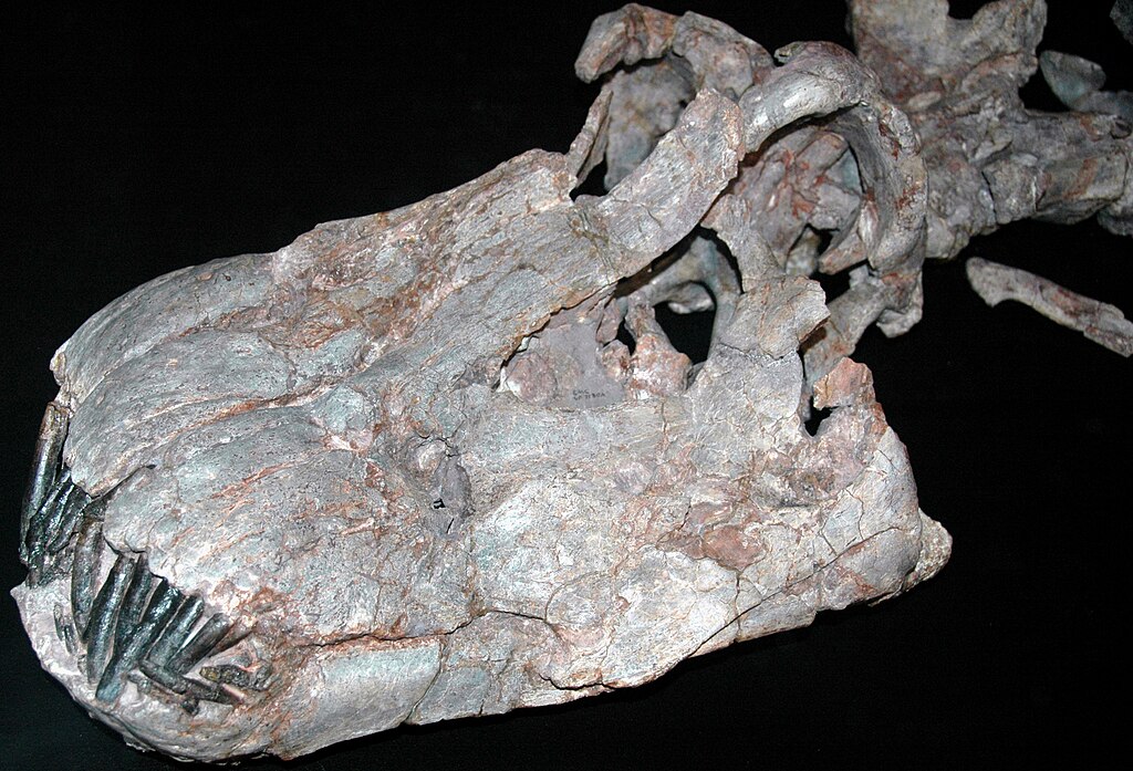 Apatosaurus ajax skull
