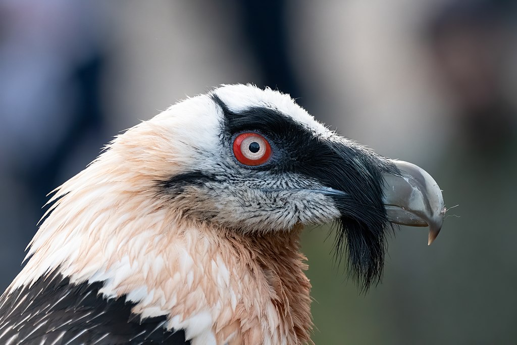 Portrait of a Bearded Vulture (Gypaetus barbatus), Nature Reserve and Wildlife Park Goldau, Switzerland