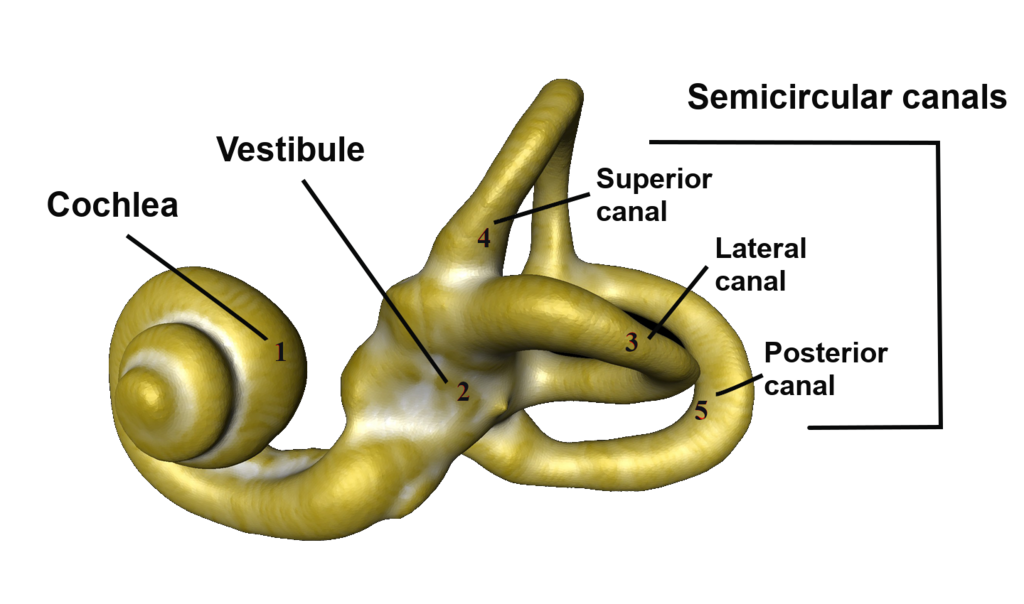 The human bony labyrinth showing the cochlea, vestibule, and the three semicircular canals.