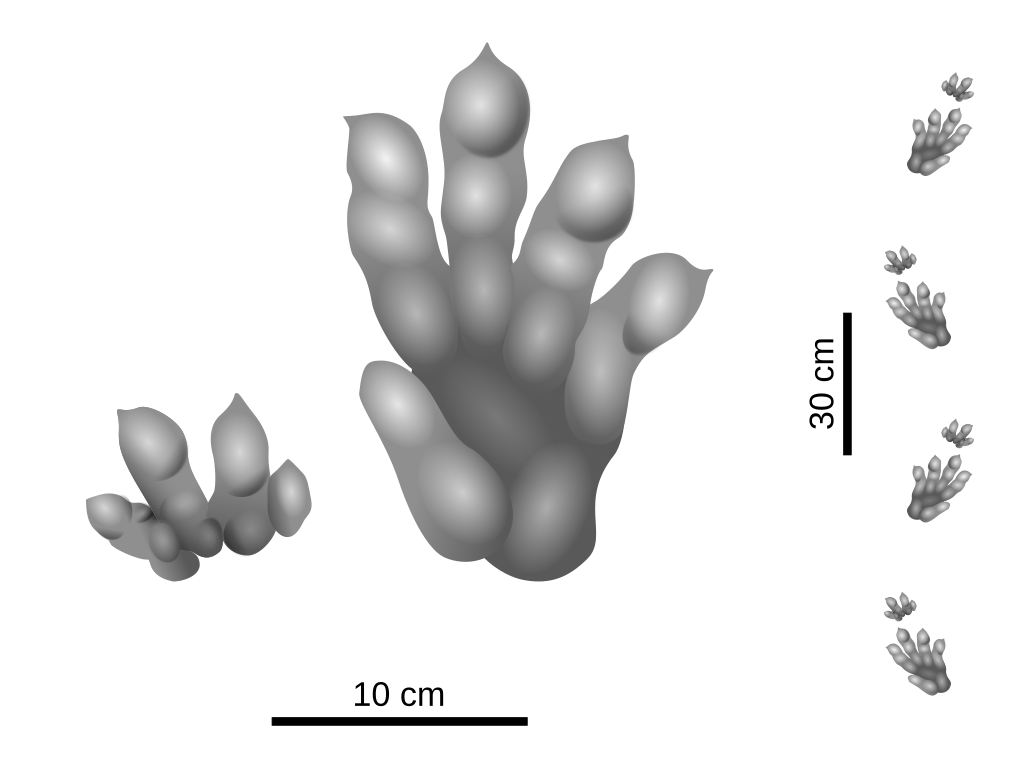 Abstract depiction of a gray, organic shape with bulbous extensions, resembling fingers, arranged from large to small in a scattered pattern on a black background.