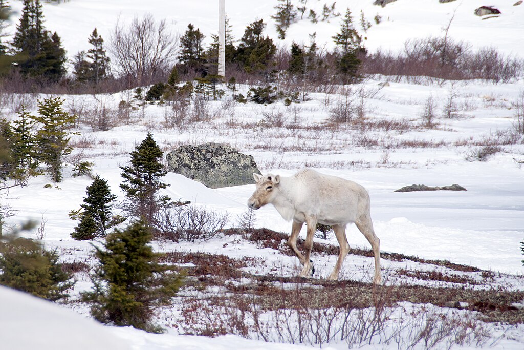 Caribou Rangifer
