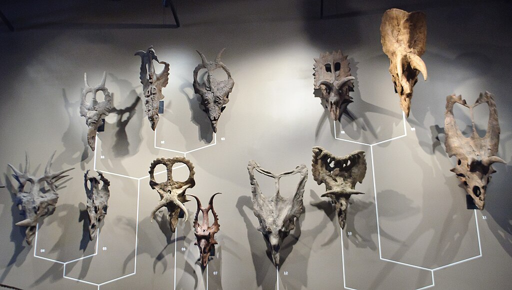 Ceratopsian skulls