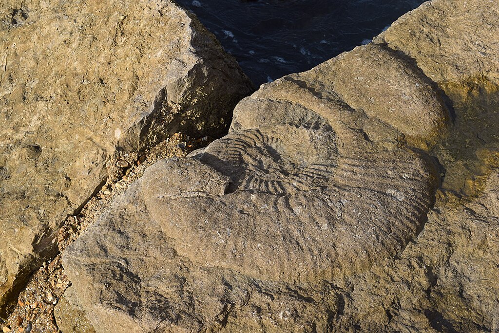 Chapman's Pool Dorset Quayside Fossil