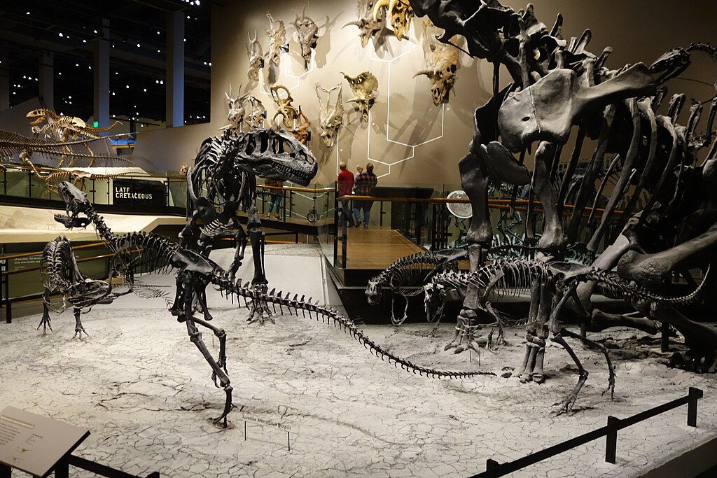 Allosaurus skeletal casts, depicting the Cleveland Lloyd Quarry, on display at the Natural History Museum of Utah, Salt Lake City.