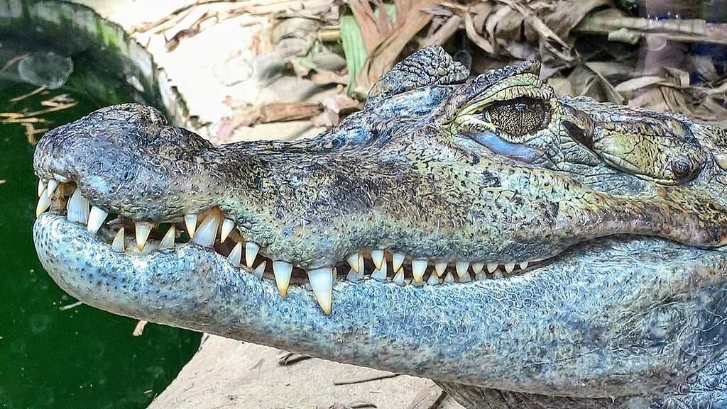 Close up of a Crocodile Head