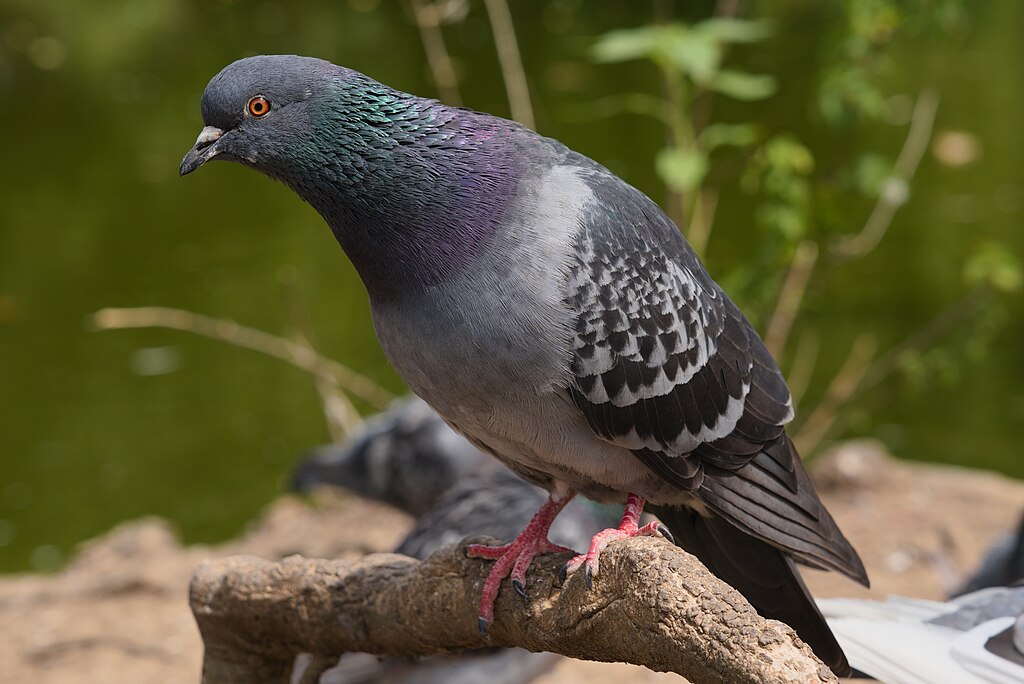 Common pigeon at Waterlow Park, London