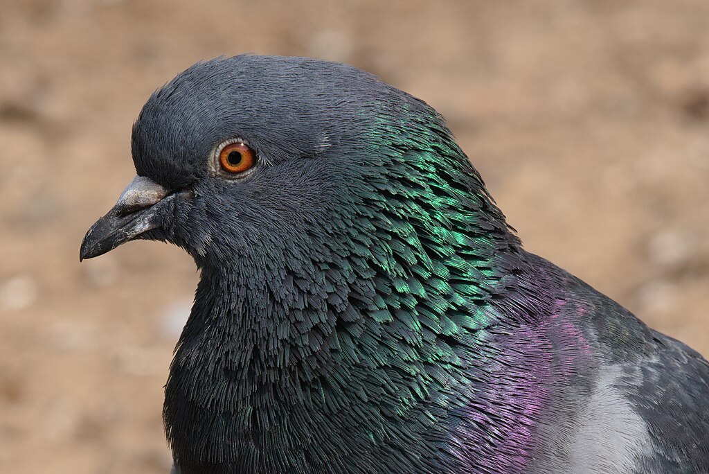 Common pigeon at Waterlow Park, London, United Kingdom