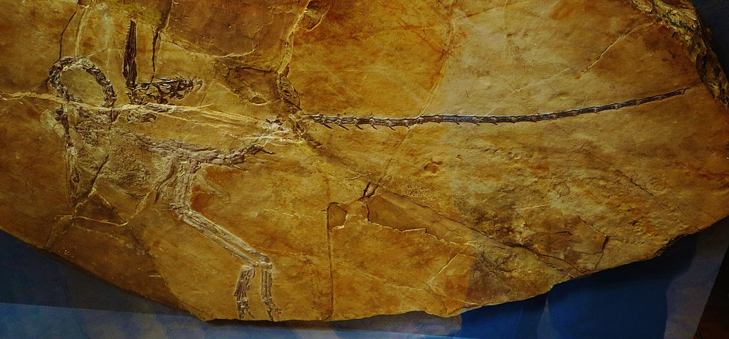 Fossil of Compsognathus, an extinct reptile- Took the photo at Musee d'Histoire Naturelle, Paris
