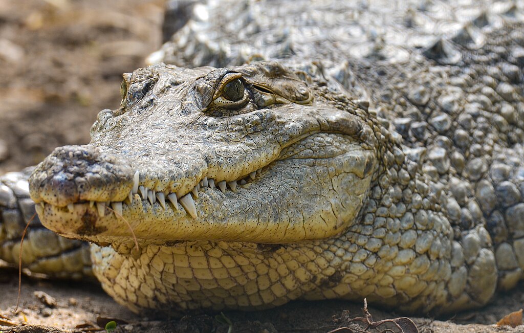 Crocodile Du Parc Zoologique de Hann