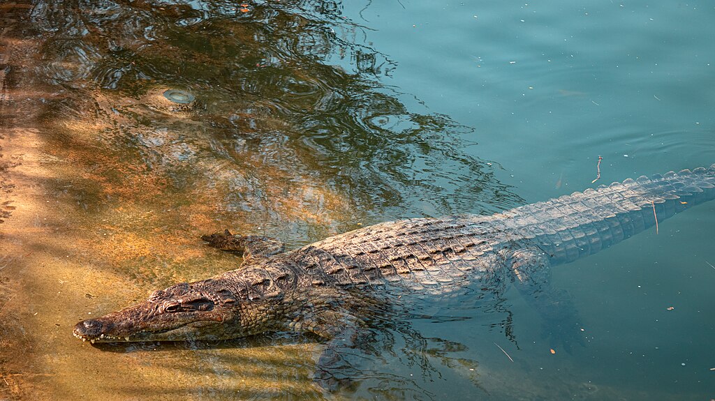 Crocodile portrait in the pond, Dubai Crocodile Park , UAE