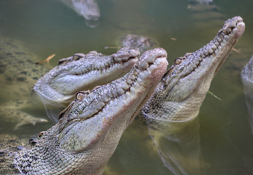 Crocodiles of Baluarte