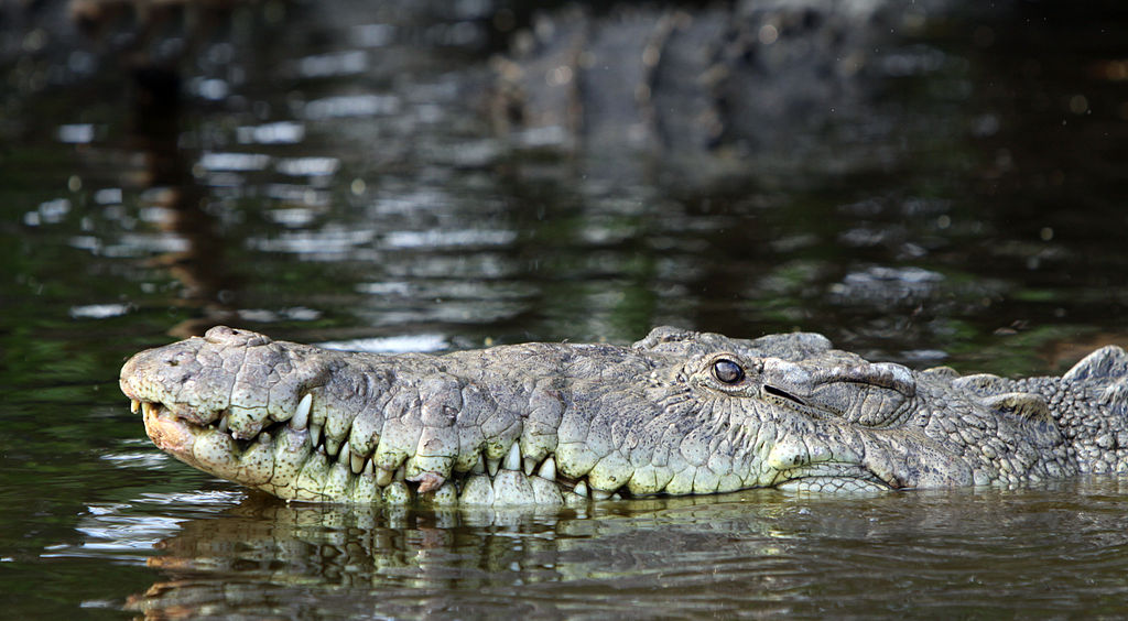 Crocodylus acutus in La Manzanilla
