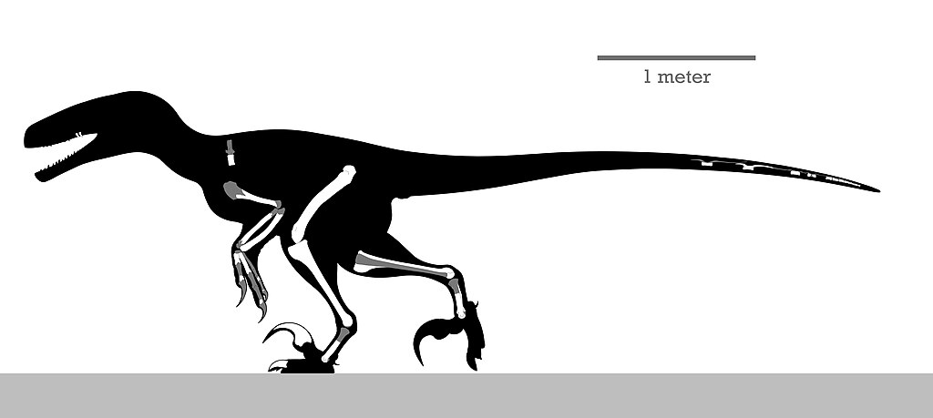 Dakotaraptor Skeleton Reconstruction