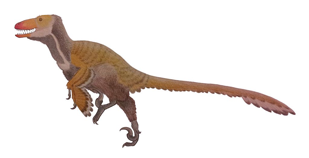 Sketch of Dakotaraptor based on skeletal reconstruction from Robert A. DePalma, David A. Burnham, Larry D. Martin, Peter L. Larson and Robert T. Bakker (2015).